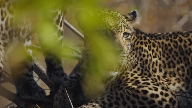 Leopard mother and cub play on tree branch at sunrise, South Africa