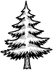 Hand drawn evergreen tree artwork ready for your nature inspired designs and Christmas cards