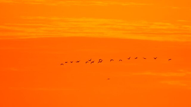 Birds, flying, flock flying in formation across a dramatic orange sunset sky