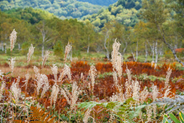 草紅葉とススキ