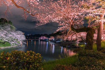 東京都千代田区、皇居の半蔵濠沿いに広がる千鳥ヶ淵公園でライトアップに照らされた幻想的な夜桜