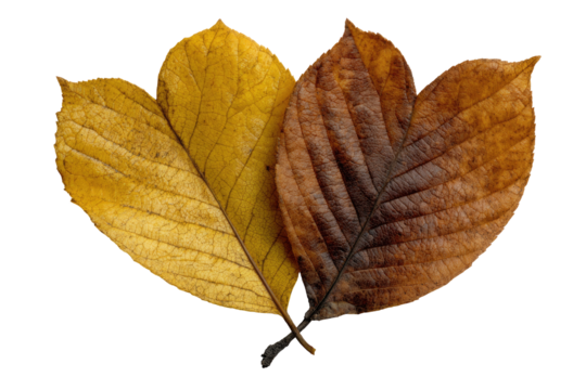 Three autumn leaves, varying shades of gold and brown, overlapping