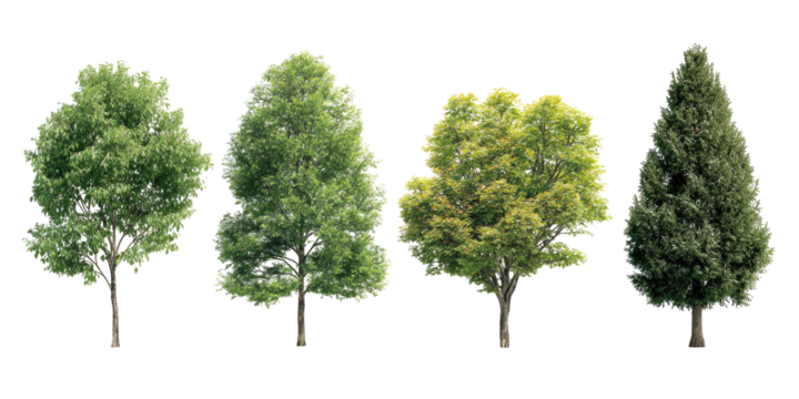 Four trees of varying shapes and shades of green foliage