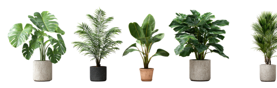 Five potted houseplants in various shapes and textures - Powered by Adobe