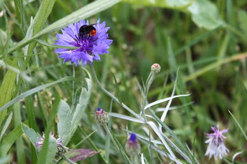 Trzmiel kamiennik - Bombus lapidarius © Gabriela