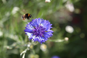 Trzmiel ziemny - Bombus terrestris na chabrze bławatku - Centaurea cyanus © Gabriela