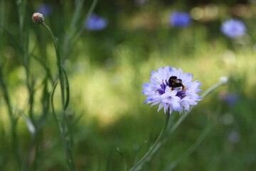 Trzmiel ziemny - Bombus terrestris na chabrze bławatku - Centaurea cyanus © Gabriela