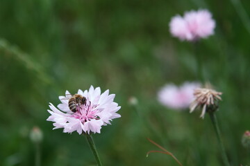 Pszczoła miodna (Apis mellifera) na chabrze  © Gabriela