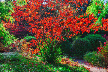 Deciduous shrub with vibrant scarlet leaves dominates the center foreground, contrasted by surrounding deep green foliage in ornamental garden. Pathway visible winding through dense autumn park