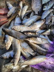 Obraz premium Freshly caught silvery fish piled high and ready for market sale providing vibrant flavor