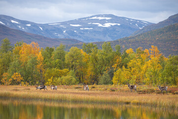 Rentiere am Abisko Nationalpark im herbstlichen Lappland beim Überqueren eines Sumpfgebiets am See