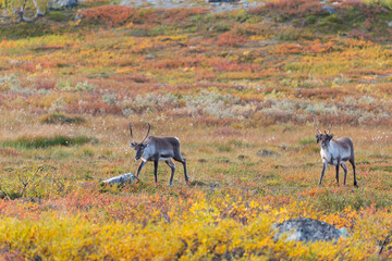 Rentierherde beim Abisko Nationalpark im farbenfrohen Herbst Lapplands unterhalb der Lapporten / Čuonjávággi.