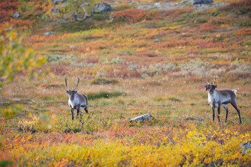 Rentier beim Abisko Nationalpark im farbenfrohen Herbst Lapplands unterhalb der Lapporten / Čuonjávággi.