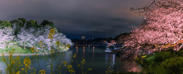 東京都千代田区、皇居の半蔵濠沿いに広がる千鳥ヶ淵公園でライトアップに照らされた幻想的な夜桜