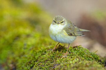 Piecuszek (Phylloscopus trochilus) © Grzegorz