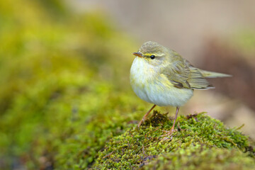 Piecuszek (Phylloscopus trochilus) © Grzegorz