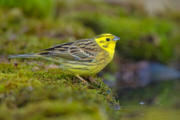 Trznadel (Emberiza citrinella) © Grzegorz