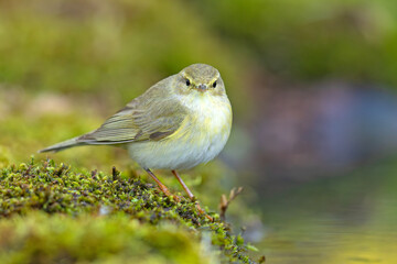Piecuszek (Phylloscopus trochilus) © Grzegorz