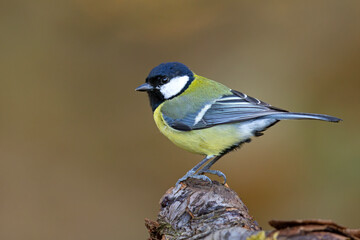 Bogatka (Parus major) © Grzegorz