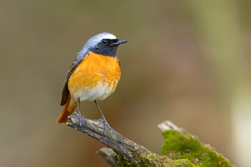 Pleszka (Phoenicurus phoenicurus) © Grzegorz