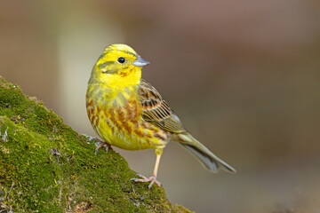 Trznadel (Emberiza citrinella) © Grzegorz