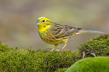 Trznadel (Emberiza citrinella) © Grzegorz