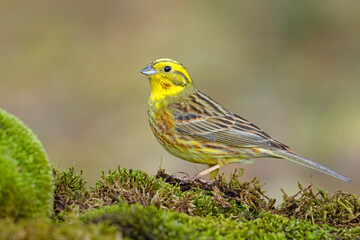 Trznadel (Emberiza citrinella) © Grzegorz