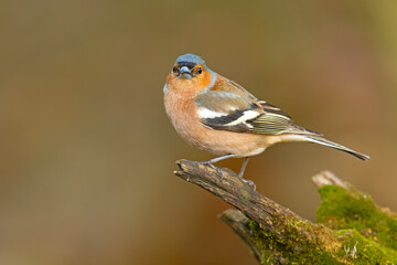 Zięba (Fringilla coelebs) © Grzegorz