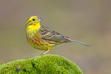 Trznadel (Emberiza citrinella) © Grzegorz