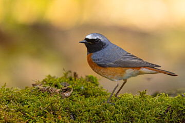 Pleszka (Phoenicurus phoenicurus) © Grzegorz