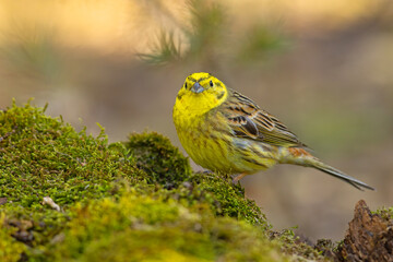 Trznadel (Emberiza citrinella) © Grzegorz