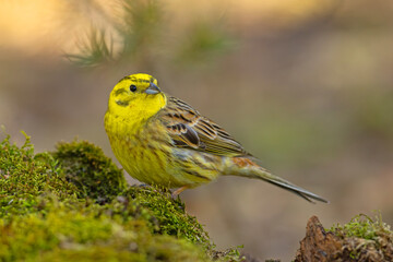 Trznadel (Emberiza citrinella) © Grzegorz