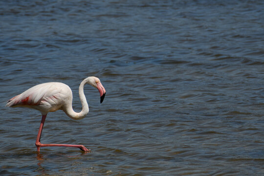 flamingo in the wetlands of Parc natural de s'Albufera de Mallorca (Muro, Spain)