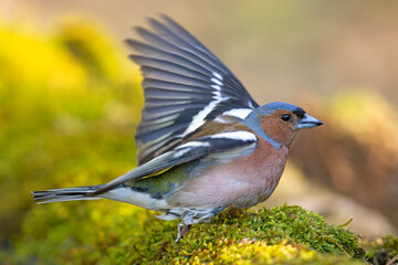 Zięba (Fringilla coelebs) © Grzegorz
