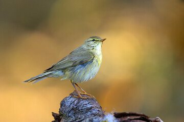 Piecuszek (Phylloscopus trochilus) © Grzegorz
