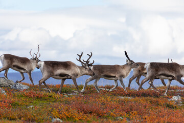 Rentierherde beim Abisko Nationalpark im farbenfrohen Herbst Lapplands unterhalb der Lapporten / Čuonjávággi.