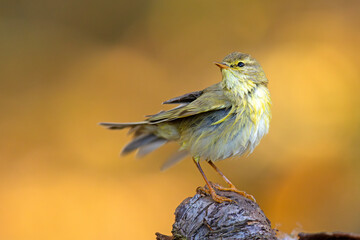 Piecuszek (Phylloscopus trochilus) © Grzegorz