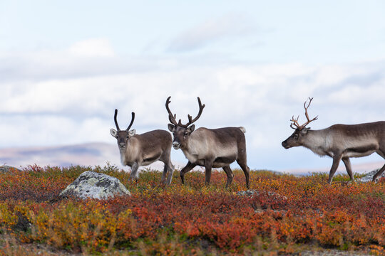 Rentierherde beim Abisko Nationalpark im farbenfrohen Herbst Lapplands unterhalb der Lapporten / Čuonj&aacute;v&aacute;ggi.