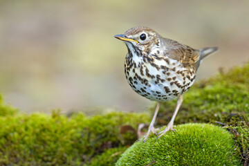 Śpiewak (Turdus philomelos) © Grzegorz