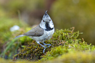 Czubatka (Lophophanes cristatus)