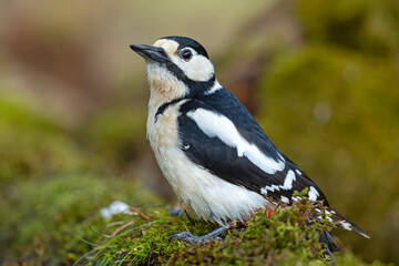Dzięcioł duży (Dendrocopos major) © Grzegorz