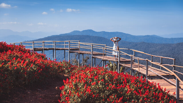 Traveler asian woman relax and traveling on wood bridge in red flower garden at Mon Jam Chiang Mai Thailand Winter travel holiday vacation concept
