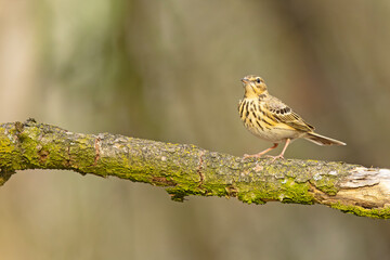 Świergotek drzewny (Anthus trivialis) © Grzegorz
