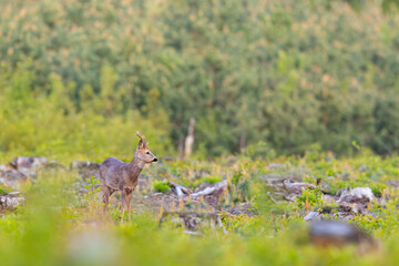 Sarna europejska (Capreolus capreolus) © Grzegorz