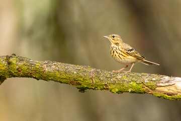 Świergotek drzewny (Anthus trivialis) © Grzegorz