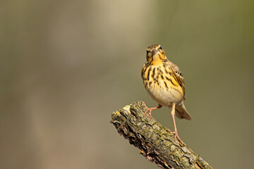 Świergotek drzewny (Anthus trivialis) © Grzegorz