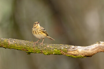 Świergotek drzewny (Anthus trivialis) © Grzegorz