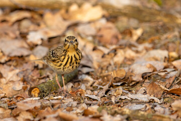 Świergotek drzewny (Anthus trivialis) © Grzegorz