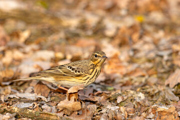 Świergotek drzewny (Anthus trivialis) © Grzegorz