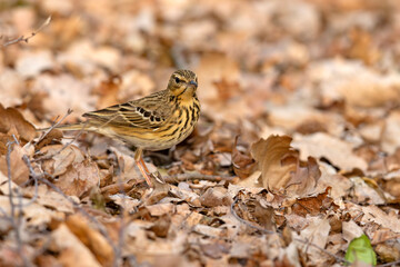 Świergotek drzewny (Anthus trivialis) © Grzegorz